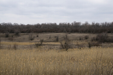 Fotografia intitolato "Landscape with reed…" da Liliia Kucher, Opera d'arte originale, Fotografia digitale