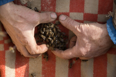 Fotografie mit dem Titel "Father and his bees" von Liliia Kucher, Original-Kunstwerk, Digitale Fotografie