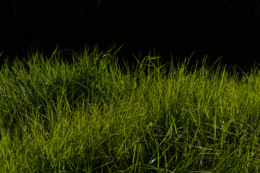 Fotografia intitulada "Grass for the rabbi…" por Liliia Kucher, Obras de arte originais, Fotografia digital