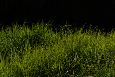 "Grass for the rabbi…" başlıklı Fotoğraf Liliia Kucher tarafından, Orijinal sanat, Dijital Fotoğrafçılık