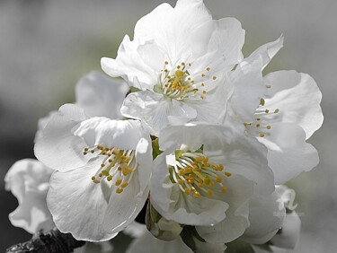 Photographie intitulée "fleurs de cerisier" par Lilipassion, Œuvre d'art originale