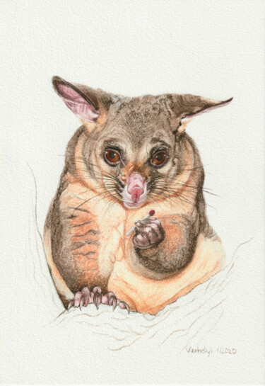 Drawing titled "Possum" by Lilla Varhelyi, Original Artwork, Ink