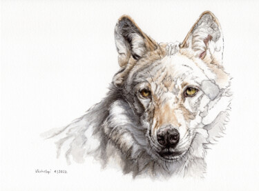 Drawing titled "Wolf 2" by Lilla Varhelyi, Original Artwork, Ink
