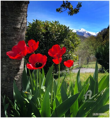 Фотография под названием "Les tulipes en terr…" - Lilou Sauvegrain (Kemoji), Подлинное произведение искусства