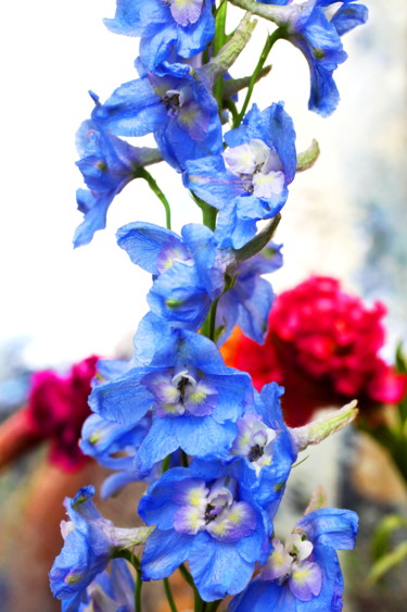 Photography titled "Delphinium and Coxc…" by Lindy Powers, Original Artwork, Digital Photography