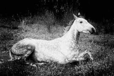 Photographie intitulée "Cheval onirique" par Lionel Le Jeune, Œuvre d'art originale, Photographie numérique