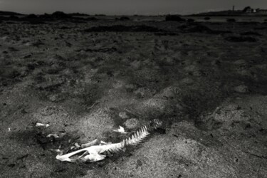 Photographie intitulée "Squelette de poisson" par Lionel Le Jeune, Œuvre d'art originale, Photographie numérique