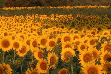 "Sunflowers, golden…" başlıklı Fotoğraf Liza Peninon tarafından, Orijinal sanat, Fotoşopsuz fotoğraf
