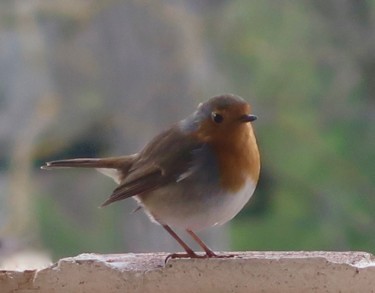 Фотография под названием "My little robin is…" - Liza Peninon, Подлинное произведение искусства