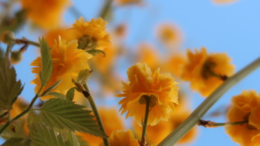 "Golden Flowers, pho…" başlıklı Fotoğraf Liza Peninon tarafından, Orijinal sanat, Dijital Fotoğrafçılık