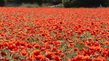 Photography titled "Mer de coquelicots,…" by Liza Peninon, Original Artwork, Non Manipulated Photography