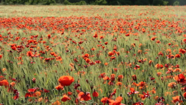 Fotografie mit dem Titel "Poppies in a corn f…" von Liza Peninon, Original-Kunstwerk, Nicht bearbeitete Fotografie