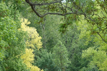 Fotografia zatytułowany „Green Light” autorstwa Liza Peninon, Oryginalna praca, Fotografia nie manipulowana