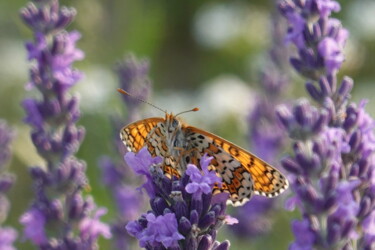 제목이 "Butterfly & Lavender"인 사진 Liza Peninon로, 원작, 조작되지 않은 사진