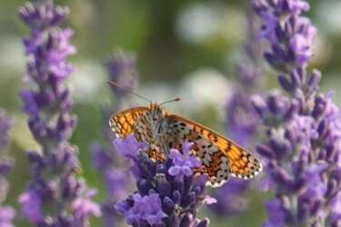 Photographie intitulée "Butterfly & Lavender" par Liza Peninon, Œuvre d'art originale, Photographie non manipulée