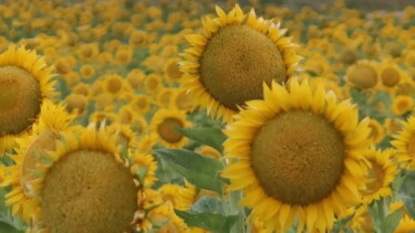 Photography titled "Sunflowers after su…" by Liza Peninon, Original Artwork, Non Manipulated Photography