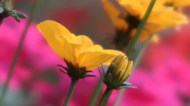 제목이 "True colors, photog…"인 사진 Liza Peninon로, 원작, 조작되지 않은 사진