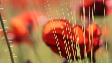 Photographie intitulée "Springtime colors,…" par Liza Peninon, Œuvre d'art originale, Photographie non manipulée