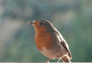 Photography titled "Little robin in the…" by Liza Peninon, Original Artwork, Non Manipulated Photography