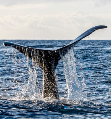 Photographie intitulée "A Whale of a Waterf…" par Lm Walker, Œuvre d'art originale, Photographie numérique