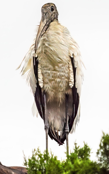 "Wood Stork" başlıklı Fotoğraf Lm Walker tarafından, Orijinal sanat, Dijital Fotoğrafçılık