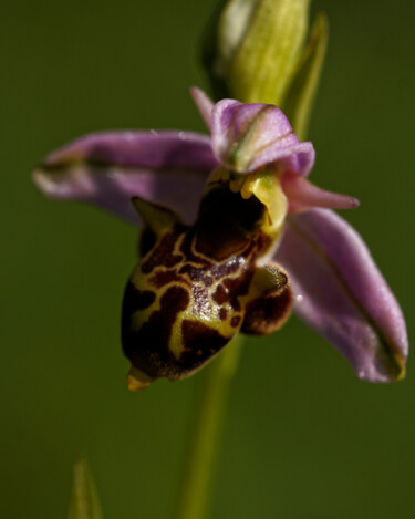 Fotografia intitulada "orchidée bourdon" por Loïc Bihannic, Obras de arte originais, Fotografia digital