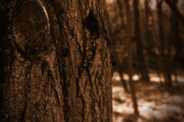 Fotografie getiteld "albero in primo pia…" door Lorenzo Corti, Origineel Kunstwerk, Digitale fotografie