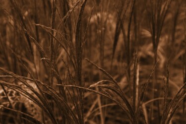 Photographie intitulée "grano nel campo" par Lorenzo Corti, Œuvre d'art originale, Photographie numérique