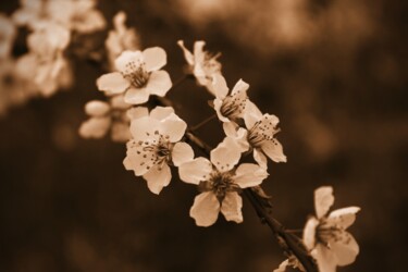 Fotografie getiteld "pianta con i fiori…" door Lorenzo Corti, Origineel Kunstwerk, Digitale fotografie