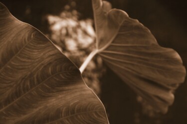Fotografie mit dem Titel "foglie sullo stagno" von Lorenzo Corti, Original-Kunstwerk, Digitale Fotografie
