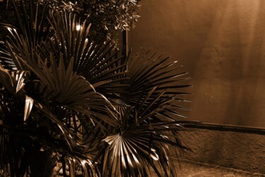 Fotografie getiteld "piccola palma" door Lorenzo Corti, Origineel Kunstwerk, Digitale fotografie