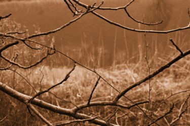 Photographie intitulée "ramo sul lago" par Lorenzo Corti, Œuvre d'art originale, Photographie numérique