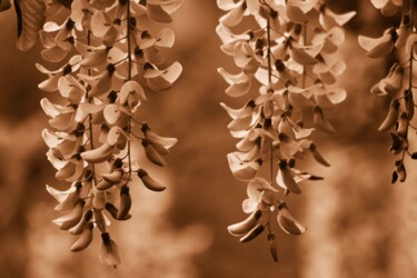 摄影 标题为“pianta cadente2” 由Lorenzo Corti, 原创艺术品, 数码摄影