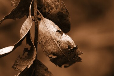 Fotografia intitolato "foglie secche" da Lorenzo Corti, Opera d'arte originale, Fotografia digitale