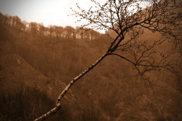 Фотография под названием "albero obliquo" - Lorenzo Corti, Подлинное произведение искусства, Цифровая фотография