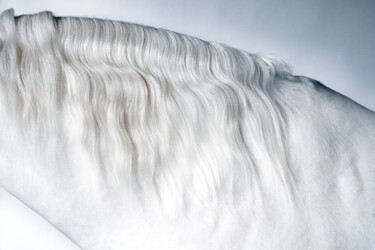 Fotografia zatytułowany „White Horse II” autorstwa Lori Adamski-Peek, Oryginalna praca, Fotografia cyfrowa