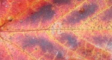"Colored Leaf" başlıklı Fotoğraf Glenn Michael Morley tarafından, Orijinal sanat