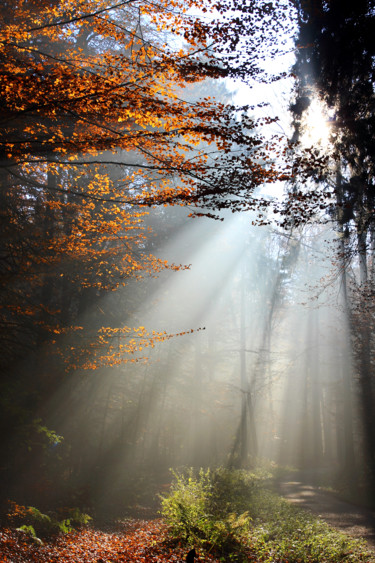 Fotografie getiteld "Lichtstimmung im He…" door Lothar Reupert, Origineel Kunstwerk, Digitale fotografie