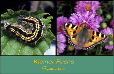 Photography titled "Schmetterling Klein…" by Lothar Reupert, Original Artwork, Analog photography