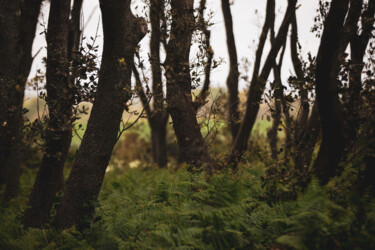 Photography titled "Petite Forêt" by Louis Naÿs, Original Artwork, Digital Photography