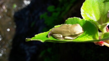 Fotografía titulada "Young Frog" por Luiz Pantaleão (Panta), Obra de arte original