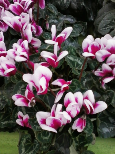 Photographie intitulée "Cyclamen" par Lucie Lucy, Œuvre d'art originale