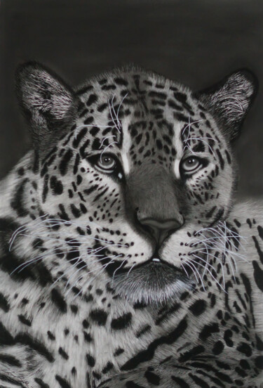 图画 标题为“Jaguar Portrait” 由Lynton Bolton, 原创艺术品, 木炭
