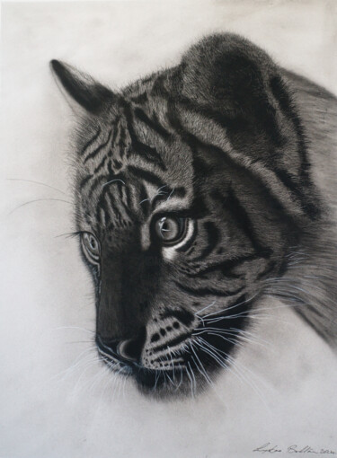 Drawing titled "Inquisitive Cub" by Lynton Bolton, Original Artwork, Charcoal