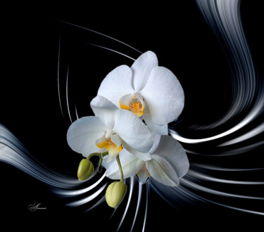 数字艺术 标题为“Danse de l'orchidée” 由Lysadie, 原创艺术品, 操纵摄影