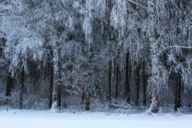 Photography titled "Winter in the forest" by Marek Nape, Original Artwork, Non Manipulated Photography