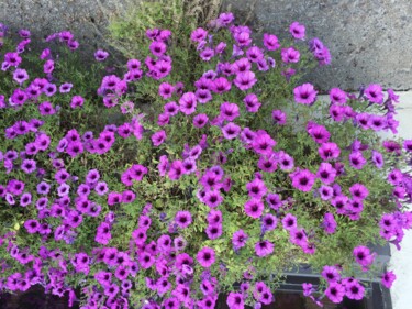 Fotografia intitolato "Fleurs roses mauves" da Madeleine Gendron, Opera d'arte originale, fotografia a pellicola