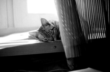 "sleeping cat" başlıklı Fotoğraf Magda Durda tarafından, Orijinal sanat, Fotoşopsuz fotoğraf