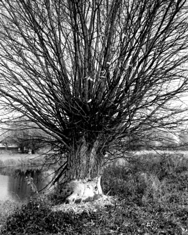 「work of beavers」というタイトルの写真撮影 Magda Durdaによって, オリジナルのアートワーク, 操作されていない写真