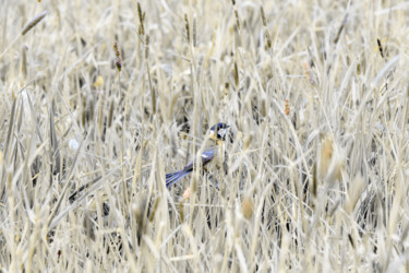 Фотография под названием "Bird in the Reed" - Magdalena Mienko, Подлинное произведение искусства, Цифровая фотография